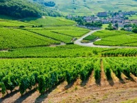 Burgundy Vineyard 200